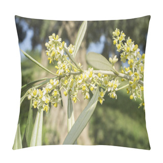 Personality  Olive Tree In Bloom. Branch Of Olive Tree Full Of Flowers Pillow Covers