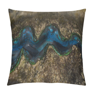 Personality  The Maxima Clam (Tridacna Maxima), Also Known As The Small Giant Clam, Is A Species Of Bivalve Mollusc. The Fauna Of The Red Sea. Pillow Covers