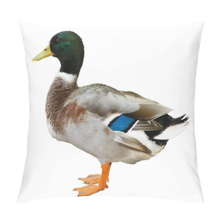 Personality  Mallard Duck Isolated On White Background Pillow Covers