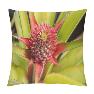 Personality  Close And Detailed View Of Pineapple Inflorescence As It Grows From A Stalk In A Fruit Form Of Multiple Ovaries, With Spiral Formation Of Bracts Of Pink, And Yellow At The Top. Pillow Covers