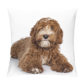 Personality  Cute Red With White Spots Labradoodle Dog, Laying Down Facing Front. Paws Stretched Forward. Looking Straight To Camera. Isolated On A White Background. Pillow Covers