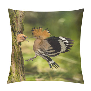 Personality  The Hoopoe Is Feeding Its Chick. Still Is Flying And Putting Some Insect In Its Beak. Typical Forest Environment With Green Background Pillow Covers
