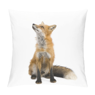 Personality  Red Fox (4 Years)- Vulpes Vulpes Pillow Covers