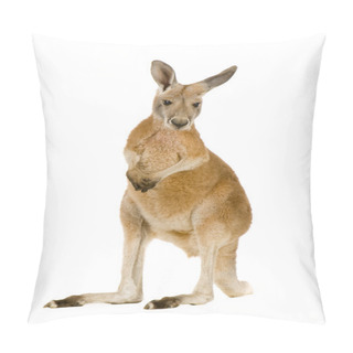Personality  Young Red Kangaroo (9 Months) - Macropus Rufus Pillow Covers