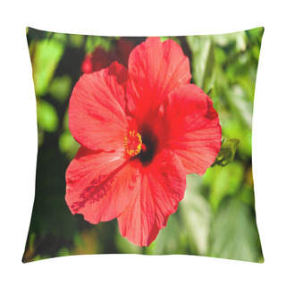 Personality  Red Flower Intense Color In Tropical Organic Garden In Guatemala, Central America. Hibiscus Or Hibiscos, Hibiscus Rosa-sinensis Pillow Covers
