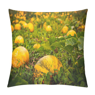 Personality  Closup Of Pumpkins On A Field . Agriculture Background Pillow Covers