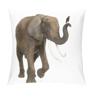 Personality  Standing African Elephant With A Jackdaw On The Trunk, Isolated Pillow Covers