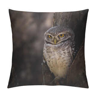 Personality  Spotted Owlet ( Athene Brama ) In The Hole On The Tree. Pillow Covers