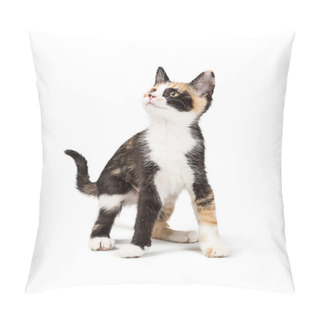 Personality  Cute Young Curious Calico Kitten On White Looking Up And To The Side Pillow Covers