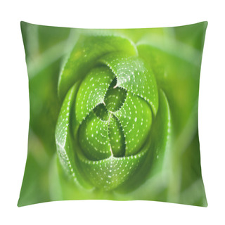Personality  Aloe Plant Closeup Pillow Covers