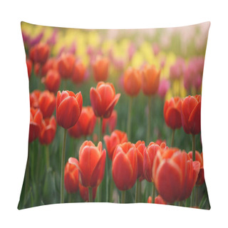 Personality  Red Tulips Flowers Blooming In A Tulip Field, Against The Background Of Blurry Tulips Flowers In The Sunset Light. Pillow Covers