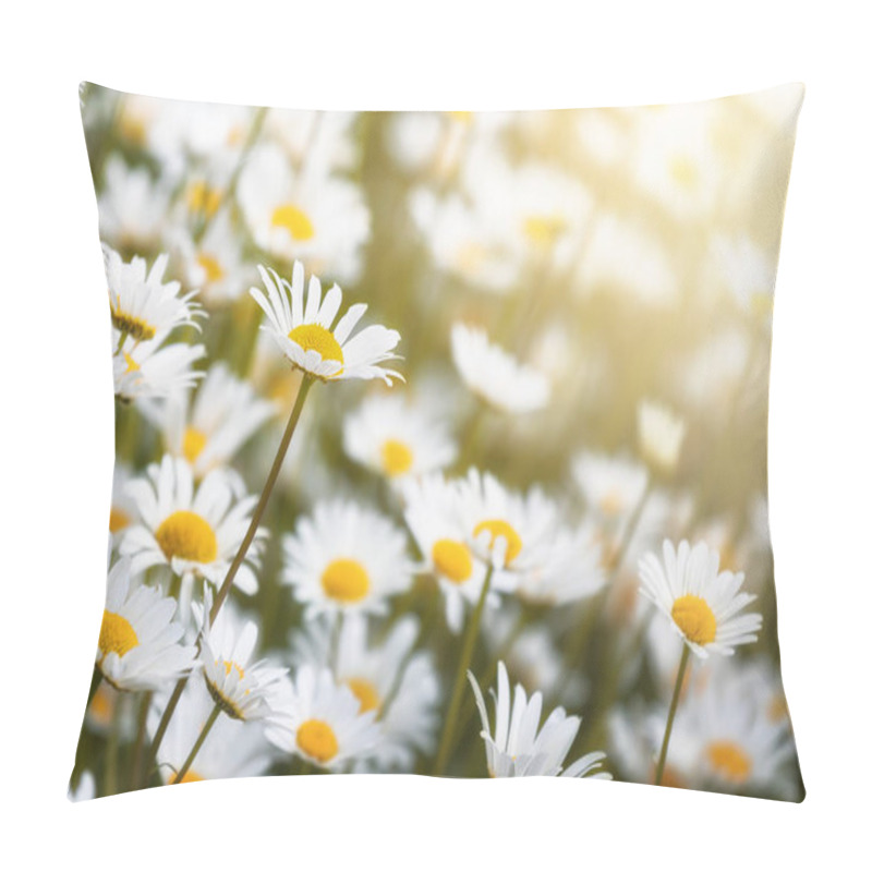 Personality  closeup of a meadow of daisies  pillow covers