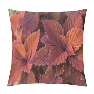 Personality  Beautiful Bright Orange And Brown Leaves At Flower Shop Pillow Covers