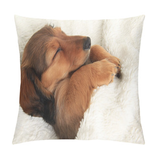 Personality  Sleeping Dachshund Puppy Pillow Covers