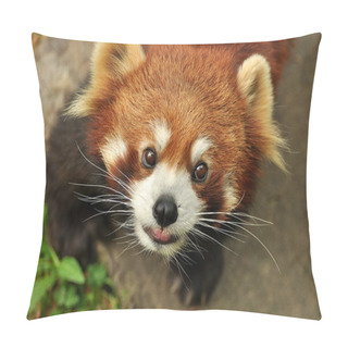 Personality  Red Panda Close-up Pillow Covers