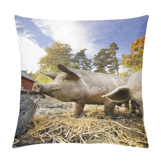 Personality  Pig At Water Bowl Pillow Covers