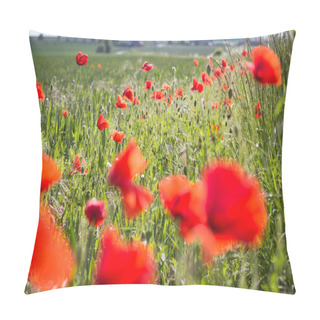 Personality  Beautiful, Red Poppies Blooming In The Fields Of Grass  In Scotland, UK  Pillow Covers