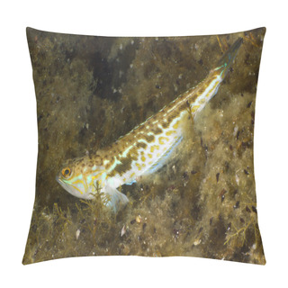Personality  Greater Weaver Pillow Covers