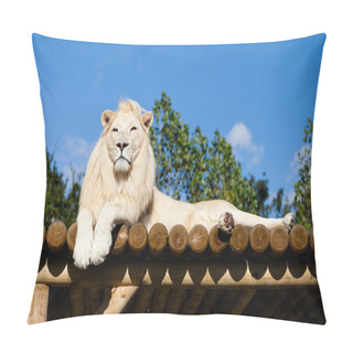Personality  White Lion Lying On Wooden Platform In The Sunshine Pillow Covers