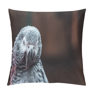 Personality  Close Up View Of Vivid Grey Fluffy Parrot With Closed Eyes Pillow Covers