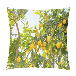 Personality  Close-up Of Lemon Tree Branches, Citrus Limon, Full Of Lemons On A Sunny Day Pillow Covers
