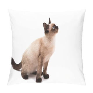 Personality  Siamese Cat Gray Pillow Covers