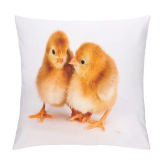 Personality  Baby Chick Newborn Farm Chickens Standing White Rhode Island Red Pillow Covers