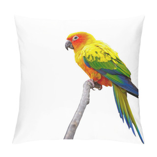 Personality  Sun Conure Isolated Pillow Covers