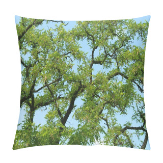 Personality  Acacia Leaves Background With Blue Sky For Background Pillow Covers