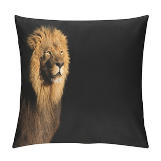 Personality  Male African Lion On Black Pillow Covers