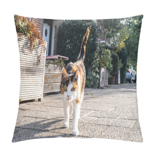 Personality  Front Walking Cat On A Dutch Street Pillow Covers