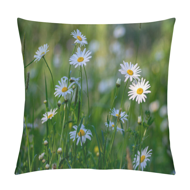 Personality  Leucanthemum vulgare meadows wild oxeye daisy flowers with white petals and yellow center in bloom, flowering beautiful plants on late springtime amazing green field pillow covers