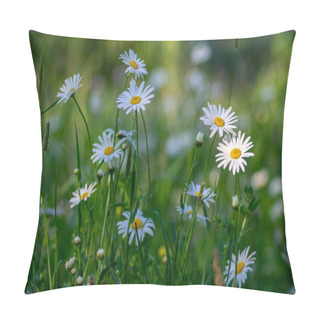 Personality  Leucanthemum Vulgare Meadows Wild Oxeye Daisy Flowers With White Petals And Yellow Center In Bloom, Flowering Beautiful Plants On Late Springtime Amazing Green Field Pillow Covers