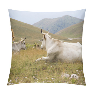 Personality  A Group Of Bulls And Cows In The Nature Pillow Covers