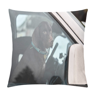 Personality  Pointer Dog In Car, Driving Travel Pet. Dog Behind Steering Wheel Locked Inside Car, Looking Out Car Window. Funny English Pointer Dog Travel Trip Concept. Pet Transportation. Pillow Covers