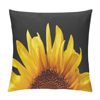 Personality  Close Up Of Wet Yellow Sunflower Petals With Drops, Isolated On Black Pillow Covers