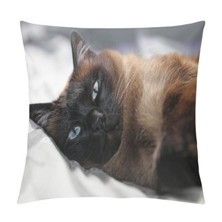 Personality  Cute Siamese Cat, Close Up View  Pillow Covers
