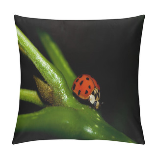 Personality  Asian Ladybug Beetle (Harmonia Axyridis) Pillow Covers