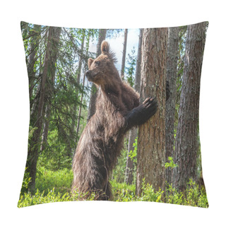 Personality  Brown Bear Stands On Its Hind Legs By A Tree In A Summer Forest. Ursus Arctos ( Brown Bear). Green Natural Background. Pillow Covers