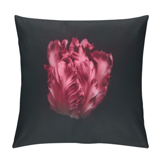 Personality  Parrot Style Tulip Of Viva Magenta, Color Of The Year 2023 On Black Background, Spring Holiday Concept, Copy Space Pillow Covers