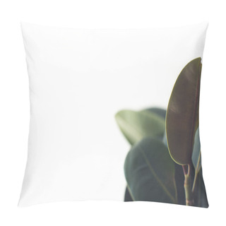 Personality  Green Ficus Leaves Pillow Covers