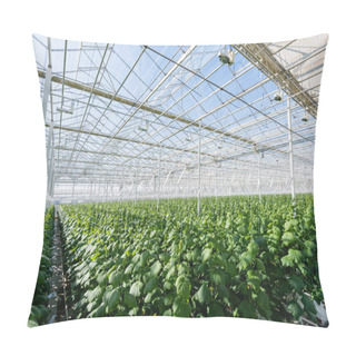Personality  Plantation Of Cucumber Plans Growing In Spacious Greenhouse Pillow Covers