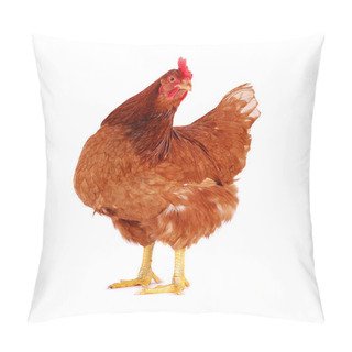 Personality  Hen Isolated On White. Pillow Covers