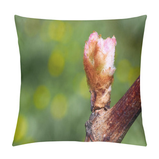 Personality  Sprout Of Vitis Vinifera, Grape Vine. New Leaves Sprouting At The Beginning Of Spring Pillow Covers