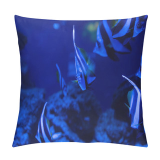 Personality  Selective Focus Of Striped Fishes Swimming Under Water In Aquarium With Blue Lighting Pillow Covers
