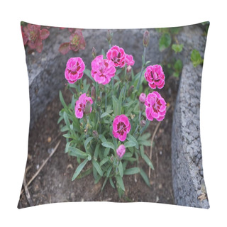 Personality  Exquisite Dianthus Caryophyllus Pink Kisses Flowers In The Garden. Dianthus Is A Genus Of Flowering Plants In The Family Caryophyllaceae. Berlin, Germany  Pillow Covers