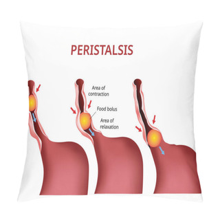 Personality  Digestion And Peristalsis. Esophagus And Stomach To Intestine, Vector Pillow Covers