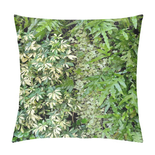 Personality  Vertical Wall Of Schefflera Actinophylla, Ferns And Climbing Plants Pillow Covers