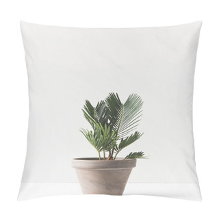 Personality  Close-up View Of Beautiful Green Home Plant Growing In Pot On White Pillow Covers