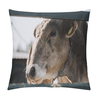 Personality  Close Up View Of Adorable White Calf Standing In Stall At Farm  Pillow Covers